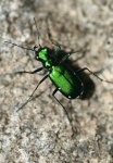 image of tiger_beetle #11