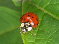 image of ladybug