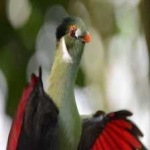 image of bird