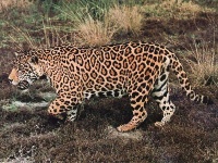 image of jaguar_car