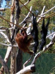 image of siamang