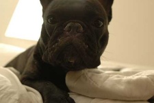 image of french_bulldog #2