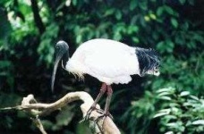 image of ibis