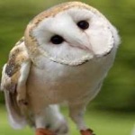 image of bird