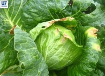 image of damage_to_cabbage_leaves