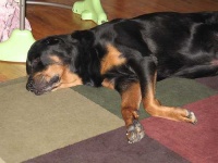 image of rottweiler