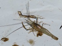 image of crayfish