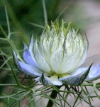 image of flower