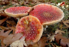 image of agaric #5