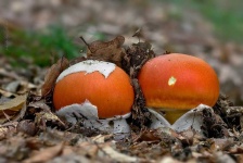 image of mushrooms