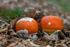 image of amanita #4