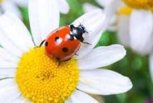 image of ladybugs #32