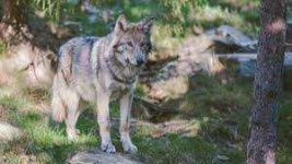 image of animal
