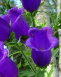 image of flower