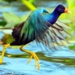 image of bird