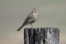 image of animal