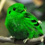 image of bird