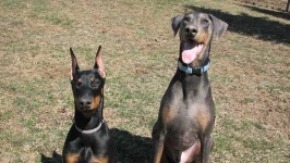 image of doberman