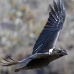 image of bird