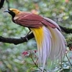 image of bird