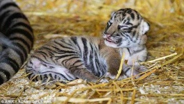 image of animal