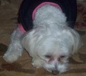image of maltese_dog