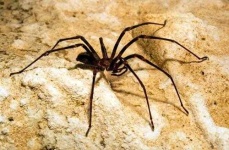 image of animal