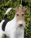 image of wire_haired_fox_terrier #26