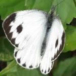 image of animal