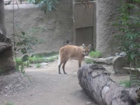image of red_wolf