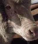 image of animal