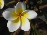 image of flower