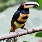 image of bird