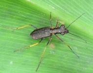 image of tiger_beetle