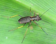 image of tiger_beetle #24