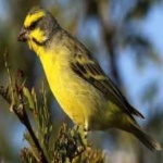image of bird