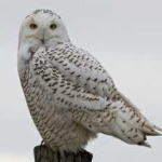 image of bird