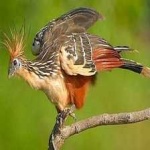 image of bird
