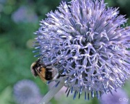 image of flower