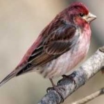 image of bird