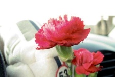 image of flower
