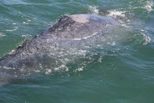 image of grey_whale