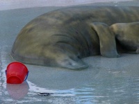 image of animal