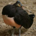 image of bird