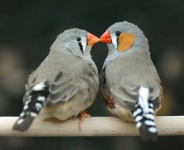 image of finch