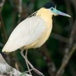 image of bird