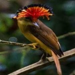 image of bird