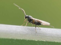 image of fly