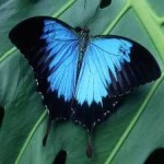 image of animal