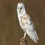 image of barn_owl #13